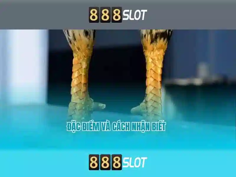 Đăng Nhập 888SLOT – Trải Nghiệm Game 888 Slot Tốt Nhất 2026