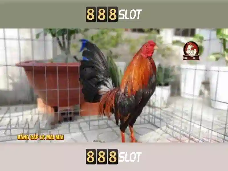 Trải nghiệm slot 888SLOT